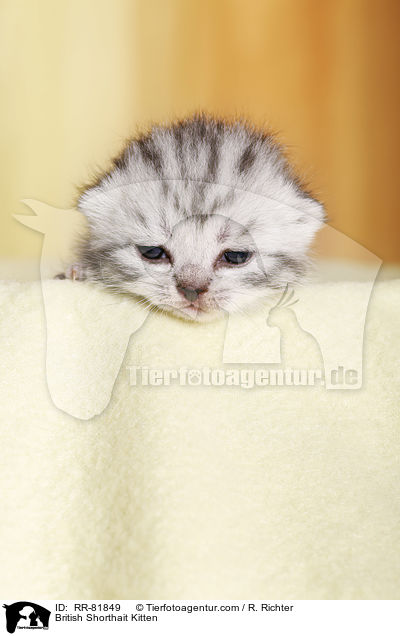 Britisch Kurzhaar Ktzchen / British Shorthait Kitten / RR-81849