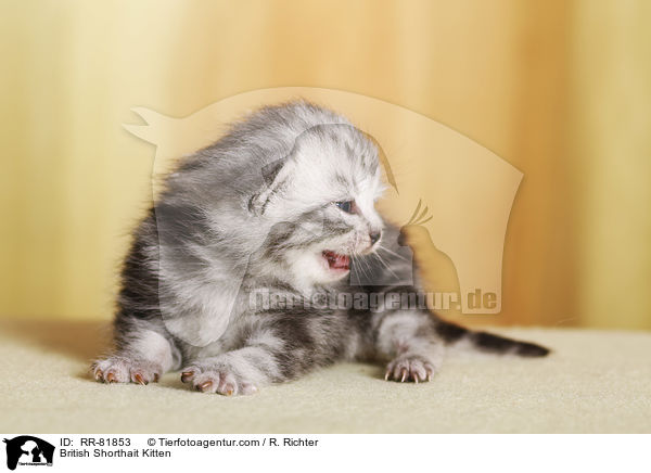 Britisch Kurzhaar Ktzchen / British Shorthait Kitten / RR-81853