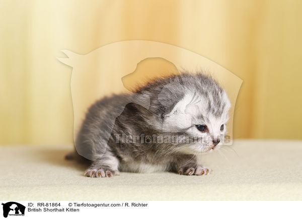 Britisch Kurzhaar Ktzchen / British Shorthait Kitten / RR-81864