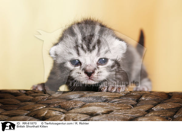 Britisch Kurzhaar Ktzchen / British Shorthait Kitten / RR-81870