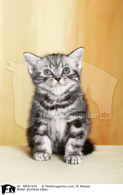 Britisch Kurzhaar Ktzchen / British Shorthair kitten / RR-81876