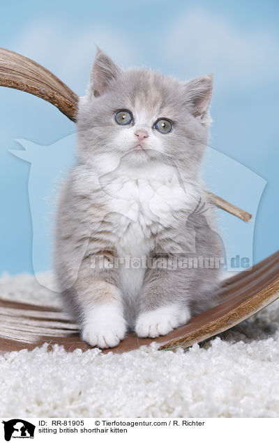 sitzendes Britisch Kurzhaar Ktzchen / sitting british shorthair kitten / RR-81905