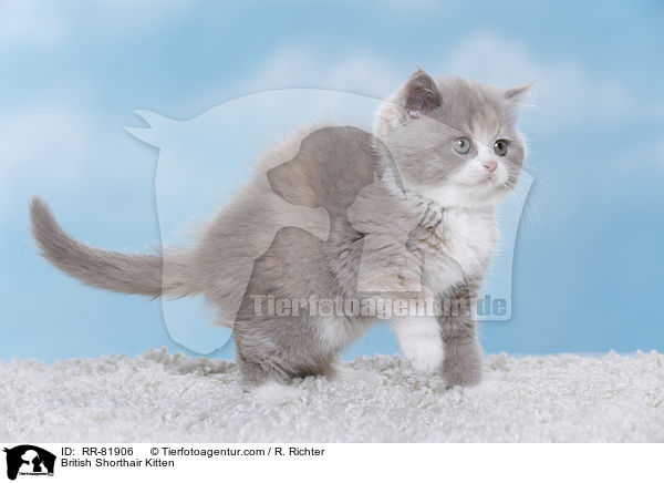 Britisch Kurzhaar Ktzchen / British Shorthair Kitten / RR-81906