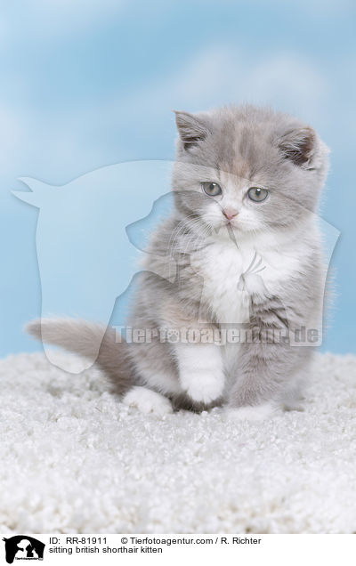 sitzendes Britisch Kurzhaar Ktzchen / sitting british shorthair kitten / RR-81911