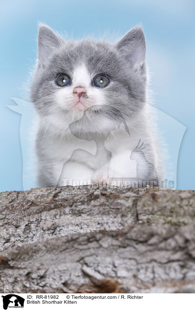 Britisch Kurzhaar Ktzchen / British Shorthair Kitten / RR-81982