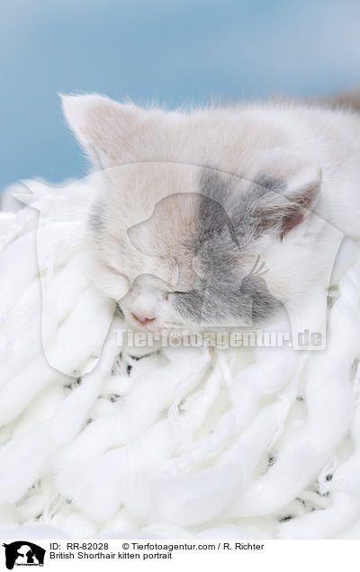 Britisch Kurzhaar Ktzchen Portrait / British Shorthair kitten portrait / RR-82028