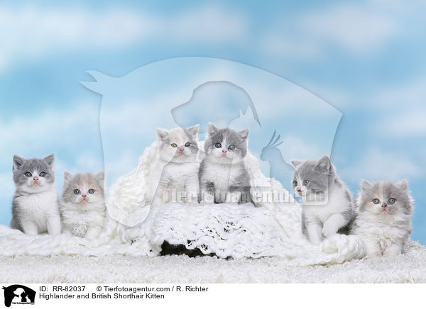 Britisch Langhaar und Britisch Kurzhaar Ktzchen / Highlander and British Shorthair Kitten / RR-82037