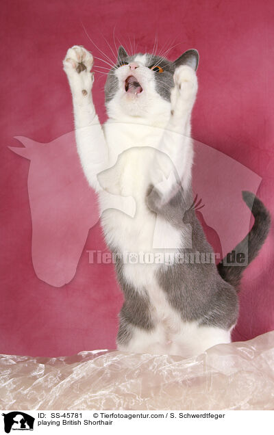 spielende Britisch Kurzhaar / playing British Shorthair / SS-45781