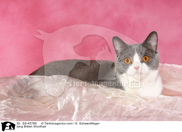 liegende Britisch Kurzhaar / lying British Shorthair / SS-45789