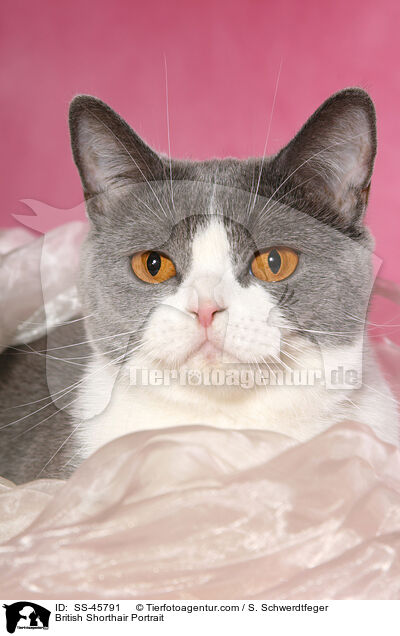Britisch Kurzhaar Portrait / British Shorthair Portrait / SS-45791