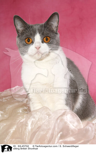 sitzende Britisch Kurzhaar / sitting British Shorthair / SS-45792