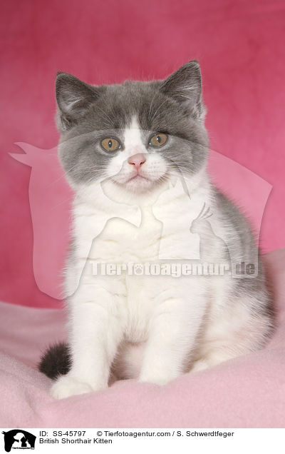 Britisch Kurzhaar Ktzchen / British Shorthair Kitten / SS-45797