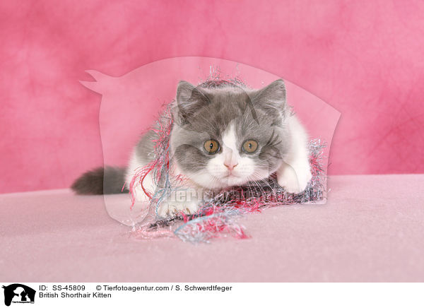 Britisch Kurzhaar Ktzchen / British Shorthair Kitten / SS-45809