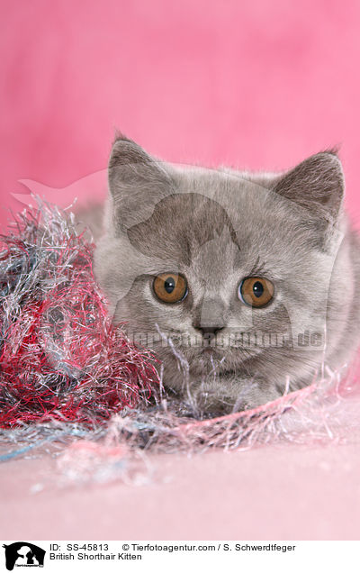 British Shorthair Kitten / SS-45813