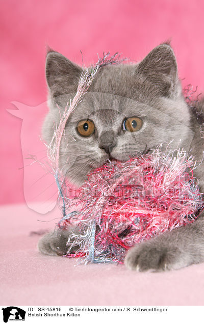 British Shorthair Kitten / SS-45816