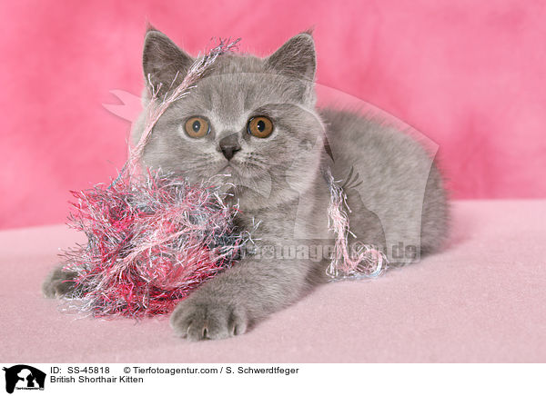 British Shorthair Kitten / SS-45818