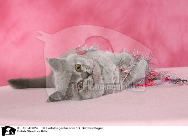British Shorthair Kitten / SS-45824