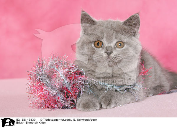 British Shorthair Kitten / SS-45830