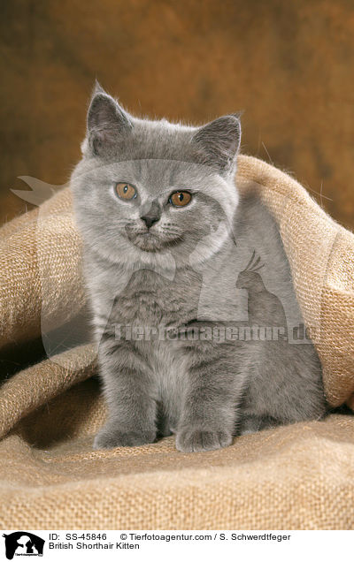 British Shorthair Kitten / SS-45846