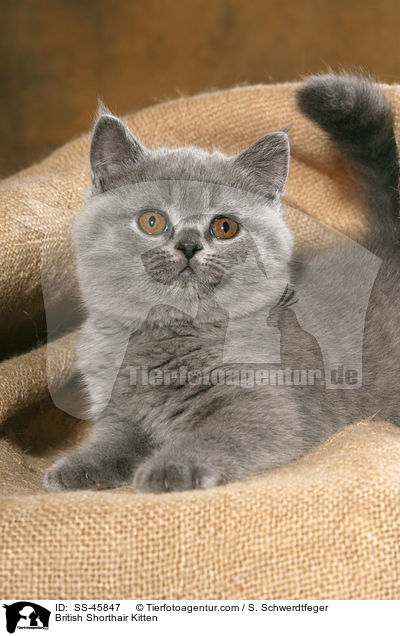British Shorthair Kitten / SS-45847
