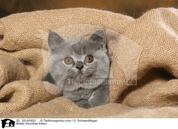 British Shorthair Kitten / SS-45852