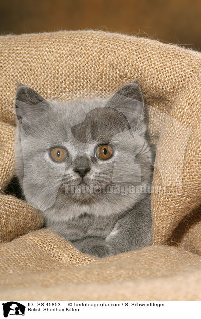 British Shorthair Kitten / SS-45853