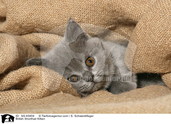British Shorthair Kitten / SS-45854