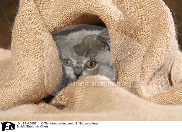 British Shorthair Kitten / SS-45857