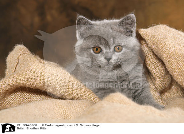 British Shorthair Kitten / SS-45860