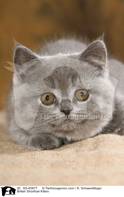 Britisch Kurzhaar Ktzchen / British Shorthair Kitten / SS-45877