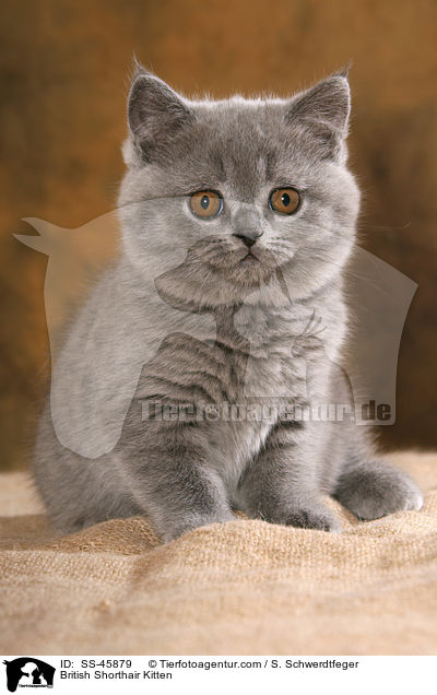 British Shorthair Kitten / SS-45879