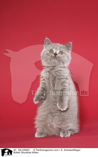 Britisch Kurzhaar Ktzchen / British Shorthair Kitten / SS-45893