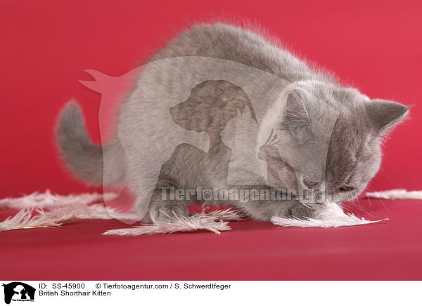 British Shorthair Kitten / SS-45900