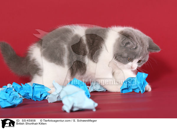 Britisch Kurzhaar Ktzchen / British Shorthair Kitten / SS-45908