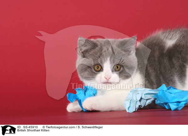 Britisch Kurzhaar Ktzchen / British Shorthair Kitten / SS-45910