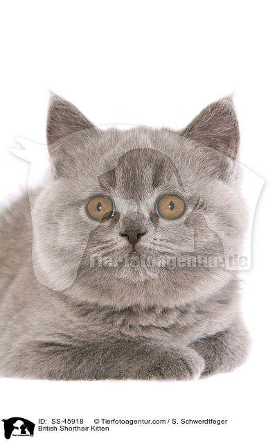 British Shorthair Kitten / SS-45918