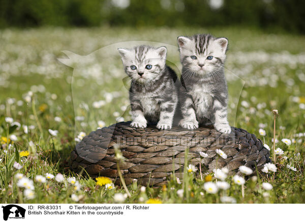 Britisch Kurzhaar Ktzchen im Grnen / British Shorthair Kitten in the countryside / RR-83031