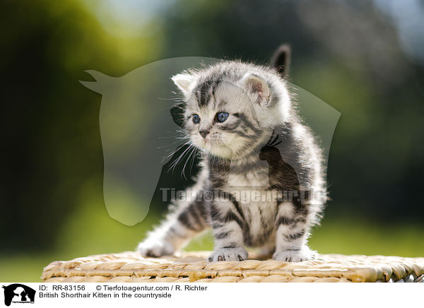 Britisch Kurzhaar Ktzchen im Grnen / British Shorthair Kitten in the countryside / RR-83156