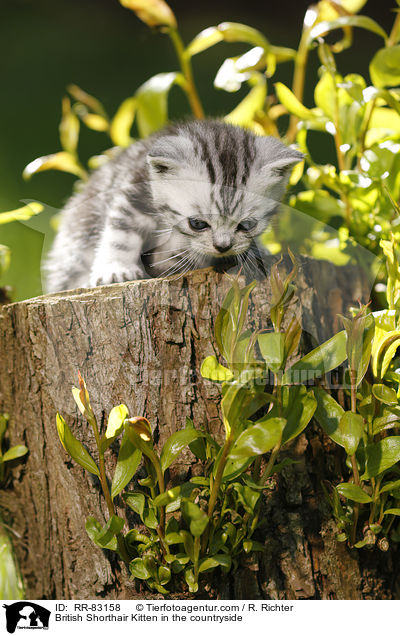 Britisch Kurzhaar Ktzchen im Grnen / British Shorthair Kitten in the countryside / RR-83158