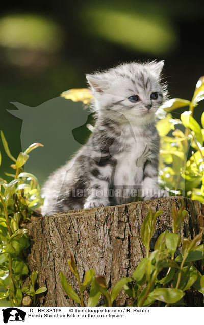 Britisch Kurzhaar Ktzchen im Grnen / British Shorthair Kitten in the countryside / RR-83168