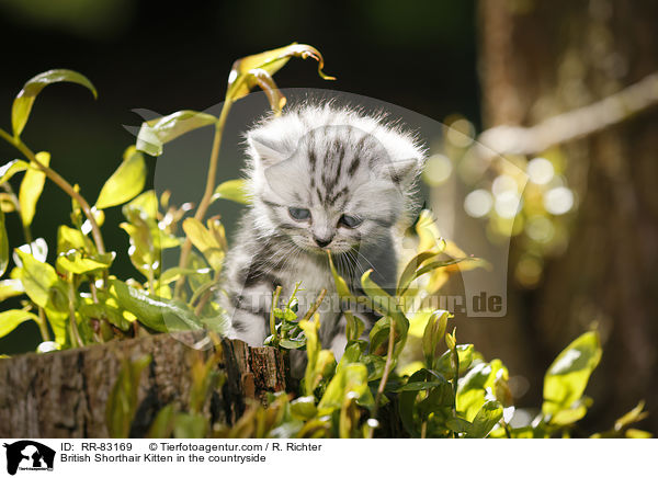 Britisch Kurzhaar Ktzchen im Grnen / British Shorthair Kitten in the countryside / RR-83169