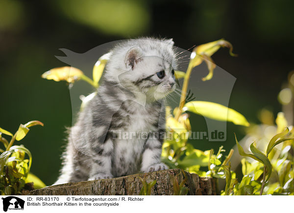 Britisch Kurzhaar Ktzchen im Grnen / British Shorthair Kitten in the countryside / RR-83170