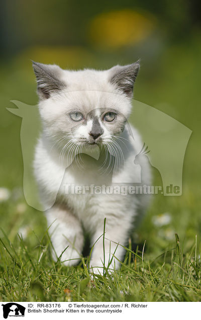 Britisch Kurzhaar Ktzchen im Grnen / British Shorthair Kitten in the countryside / RR-83176