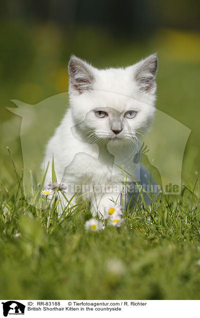 Britisch Kurzhaar Ktzchen im Grnen / British Shorthair Kitten in the countryside / RR-83188