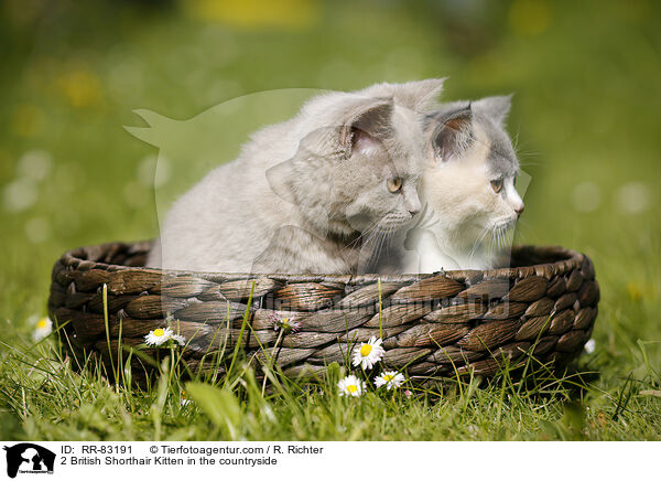 2 Britisch Kurzhaar Ktzchen im Grnen / 2 British Shorthair Kitten in the countryside / RR-83191