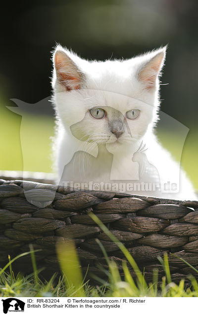 Britisch Kurzhaar Ktzchen im Grnen / British Shorthair Kitten in the countryside / RR-83204