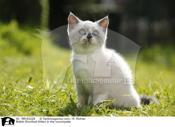 Britisch Kurzhaar Ktzchen im Grnen / British Shorthair Kitten in the countryside / RR-83226