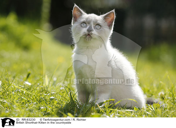 Britisch Kurzhaar Ktzchen im Grnen / British Shorthair Kitten in the countryside / RR-83230