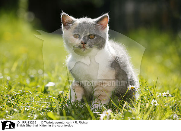 Britisch Kurzhaar Ktzchen im Grnen / British Shorthair Kitten in the countryside / RR-83232