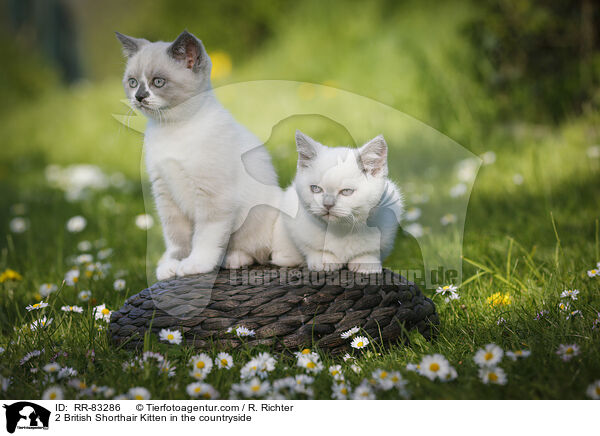 2 Britisch Kurzhaar Ktzchen im Grnen / 2 British Shorthair Kitten in the countryside / RR-83286
